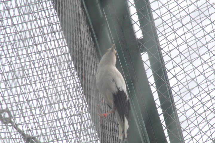 Black-winged myna (Acridotheres melanopterus melanopterus)