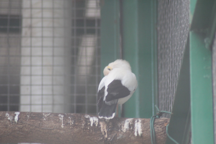 Black-winged myna (Acridotheres melanopterus melanopterus)