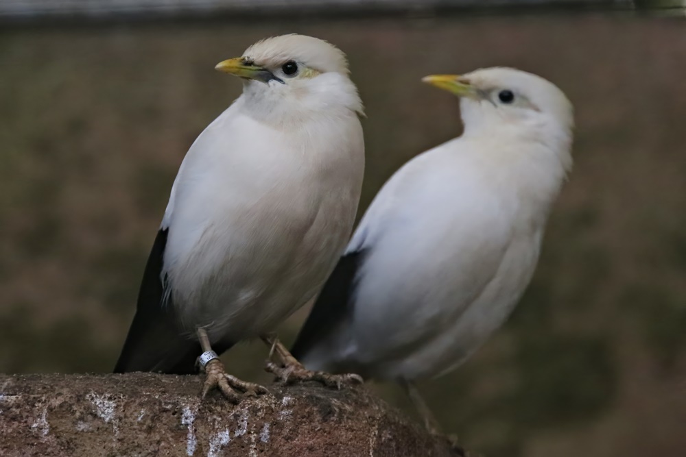 Black-winged myna (Acridotheres melanopterus melanopterus)