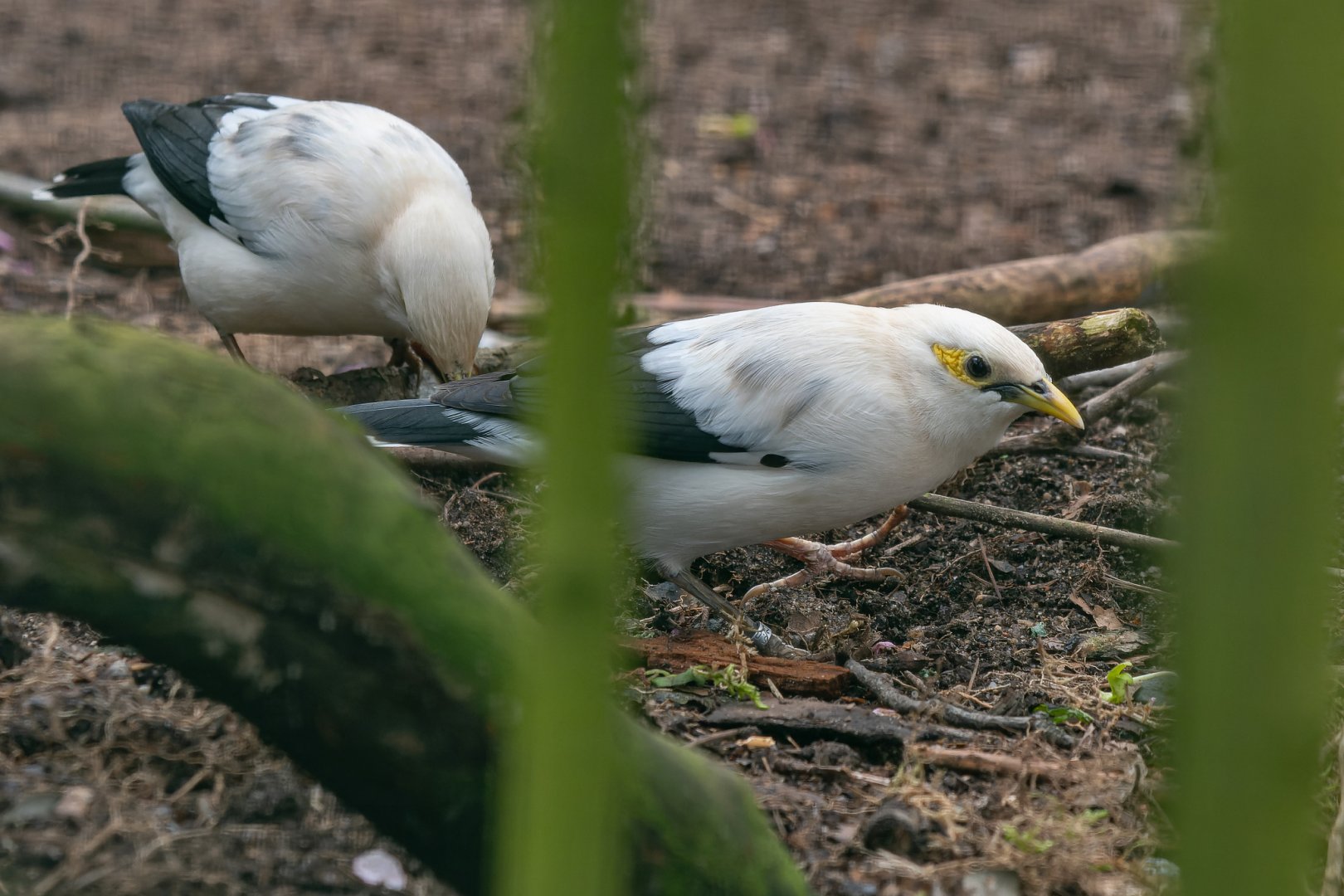 Black-winged myna (Acridotheres melanopterus melanopterus)