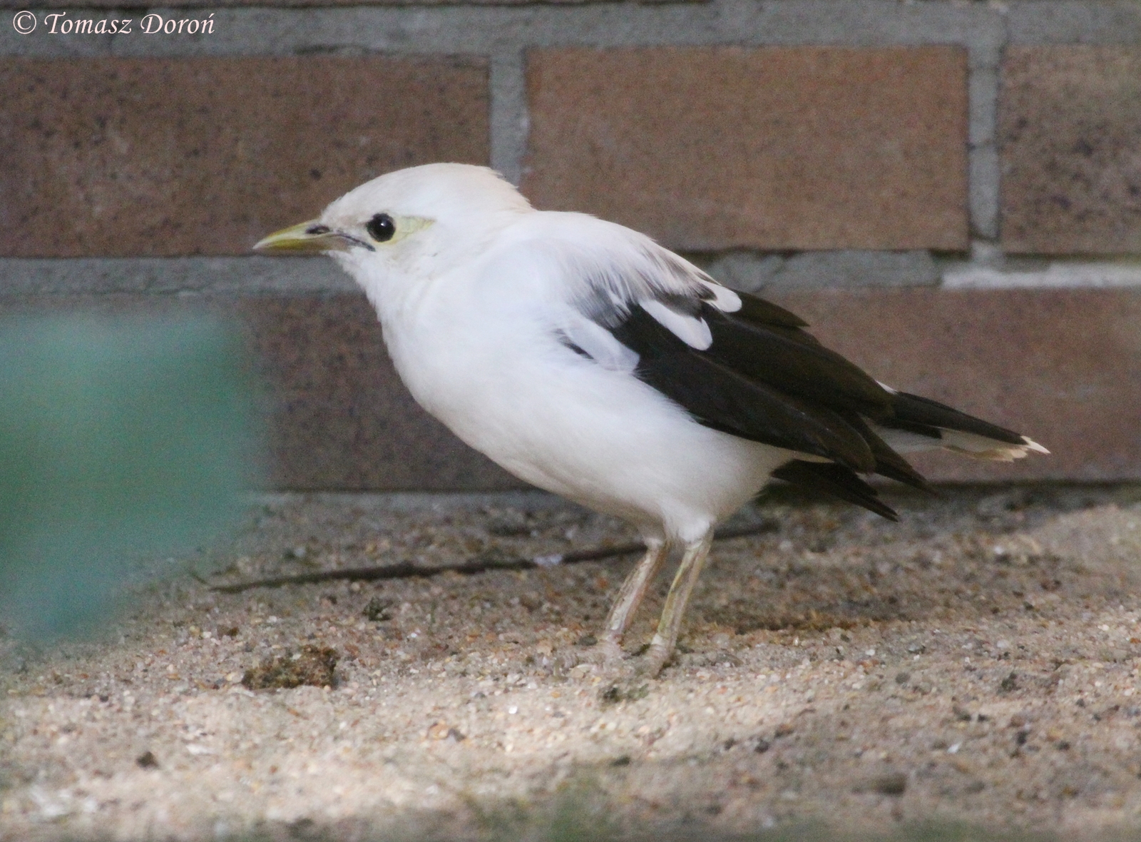 Black-winged Myna (Acridotheres melanopterus), September 2009