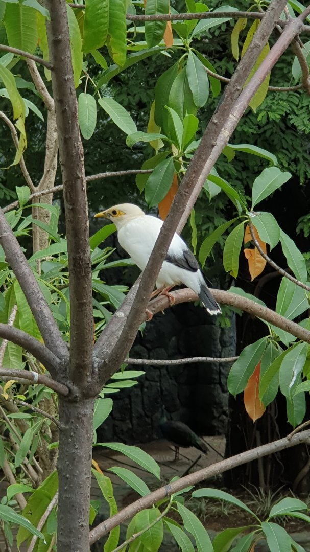 Black-winged Myna (Acridotheres melanopterus) - Solo Safari
