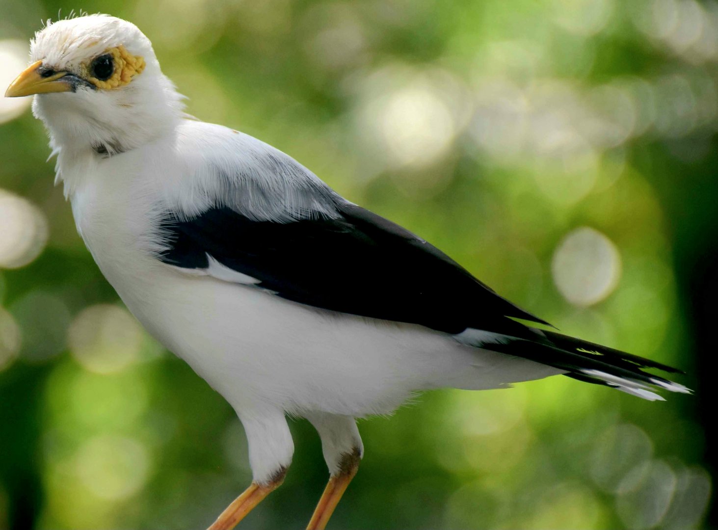 Black-winged Myna (Acridotheres melanopterus)
