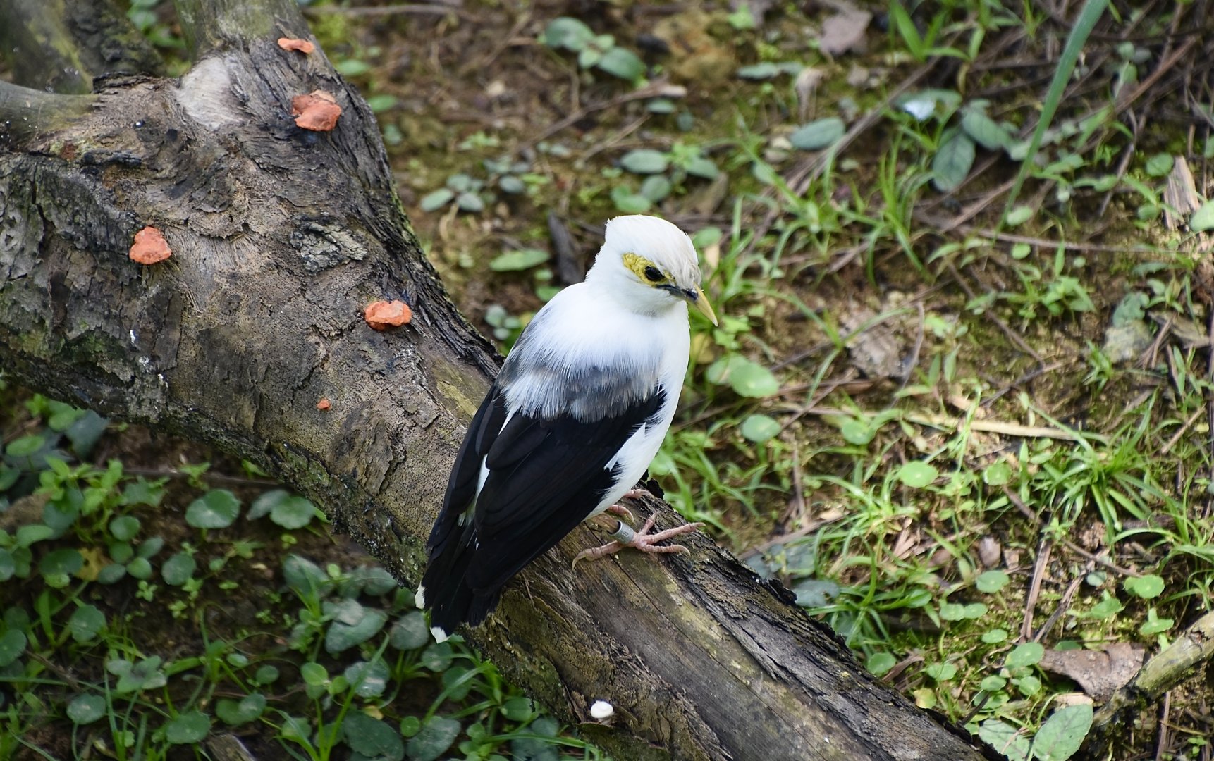 Black-Winged Myna (Acridotheres melanopterus)