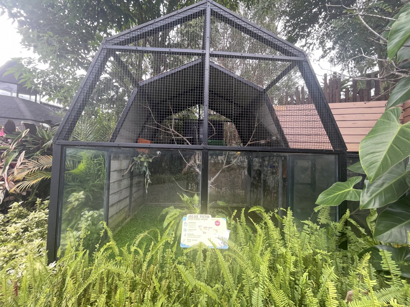 black-winged myna exhibit