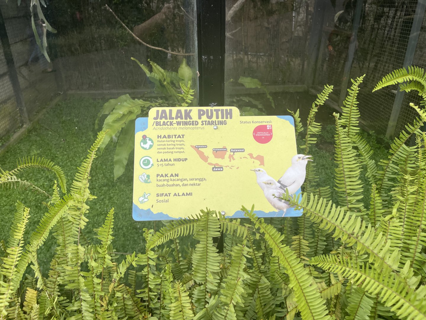 black-winged myna signage