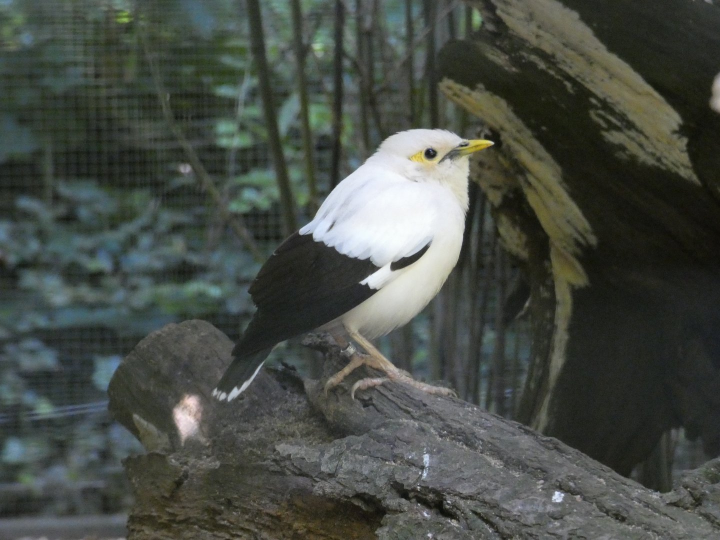Black-winged mynah