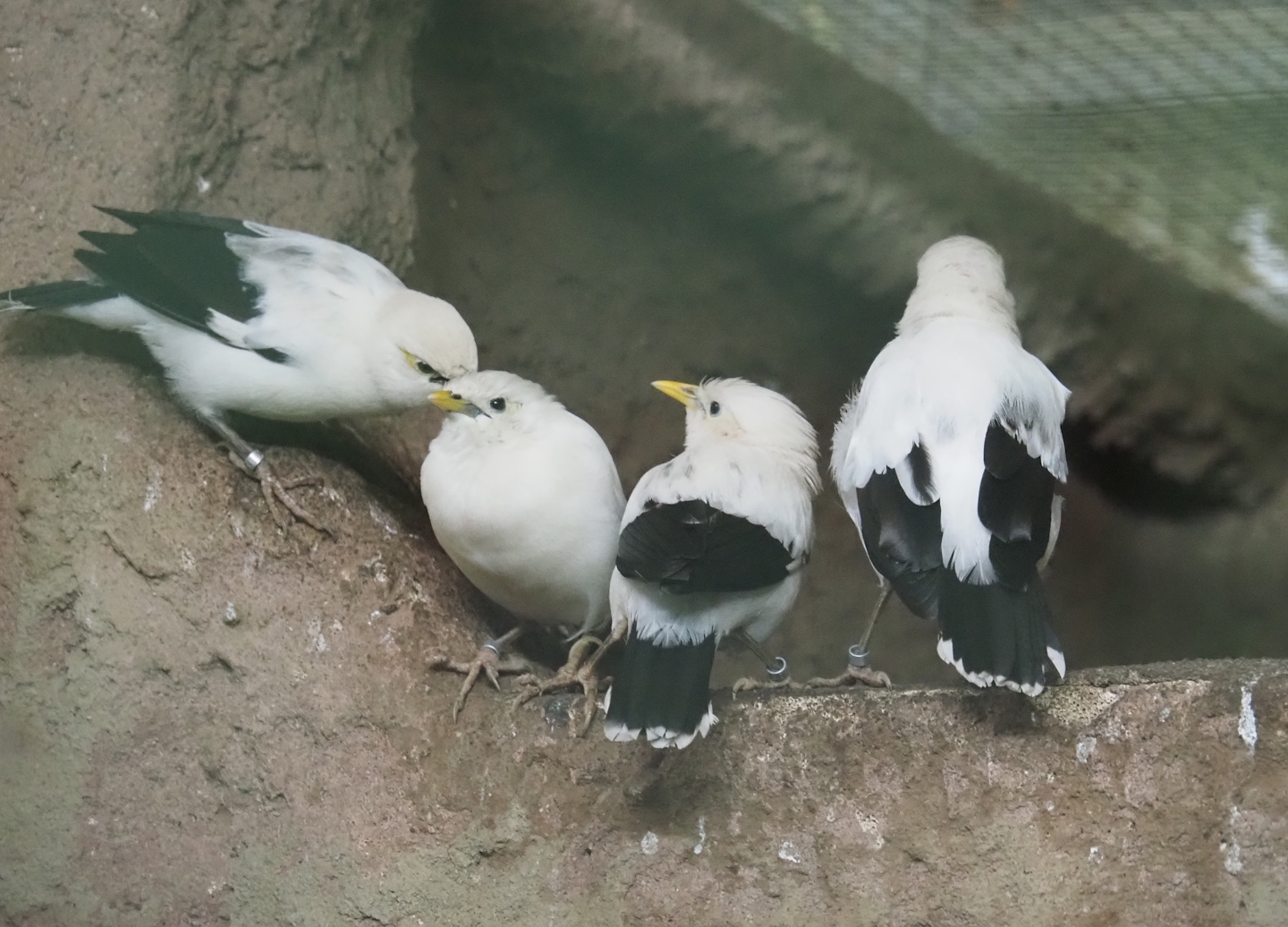 Black-winged mynas (Acridotheres melanopterus melanopterus), 2024-05-22
