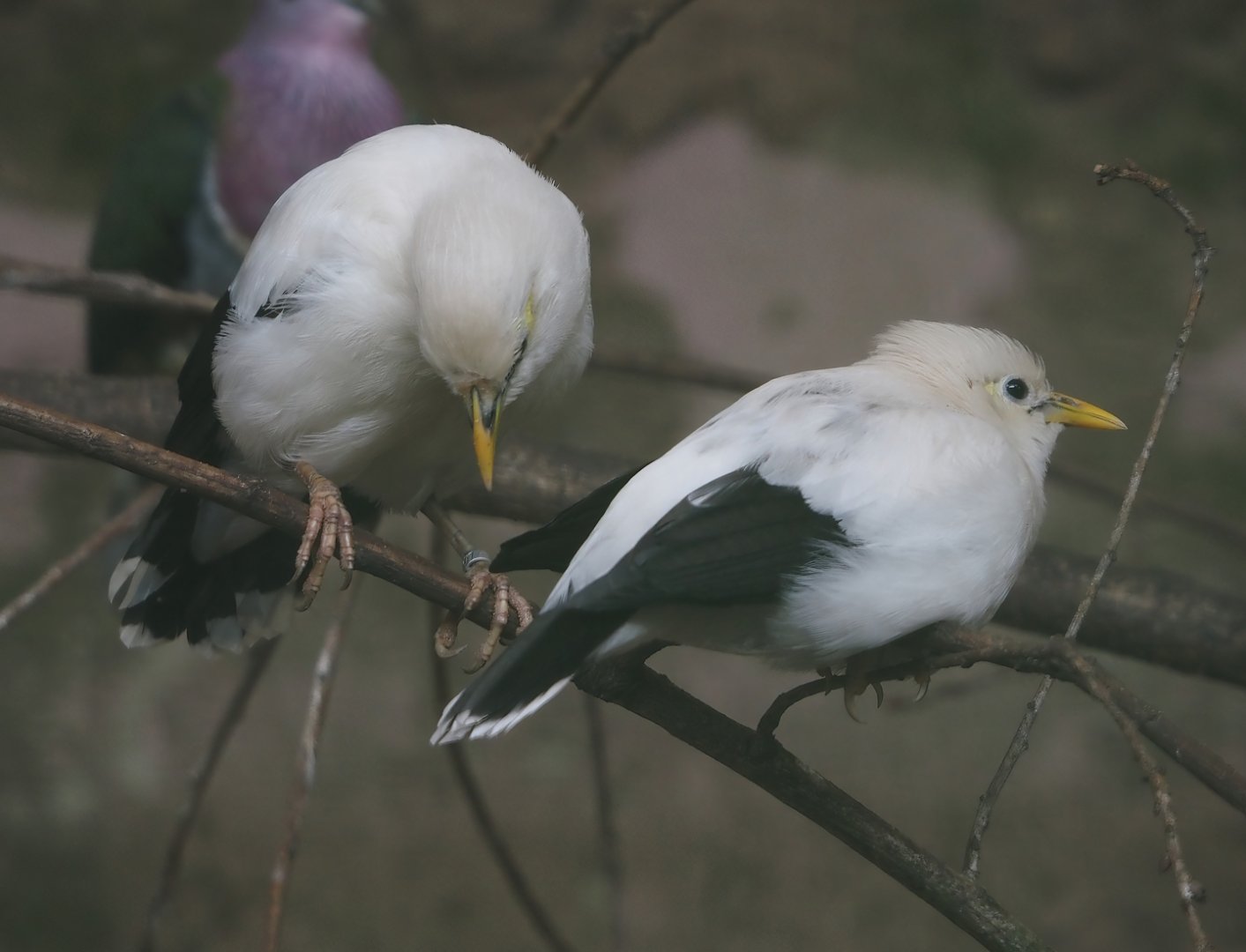 Black-winged mynas (Acridotheres melanopterus melanopterus), 2024-05-23