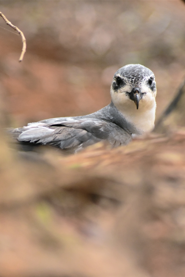 Black-winged Petrel, Pterodroma nigripennis