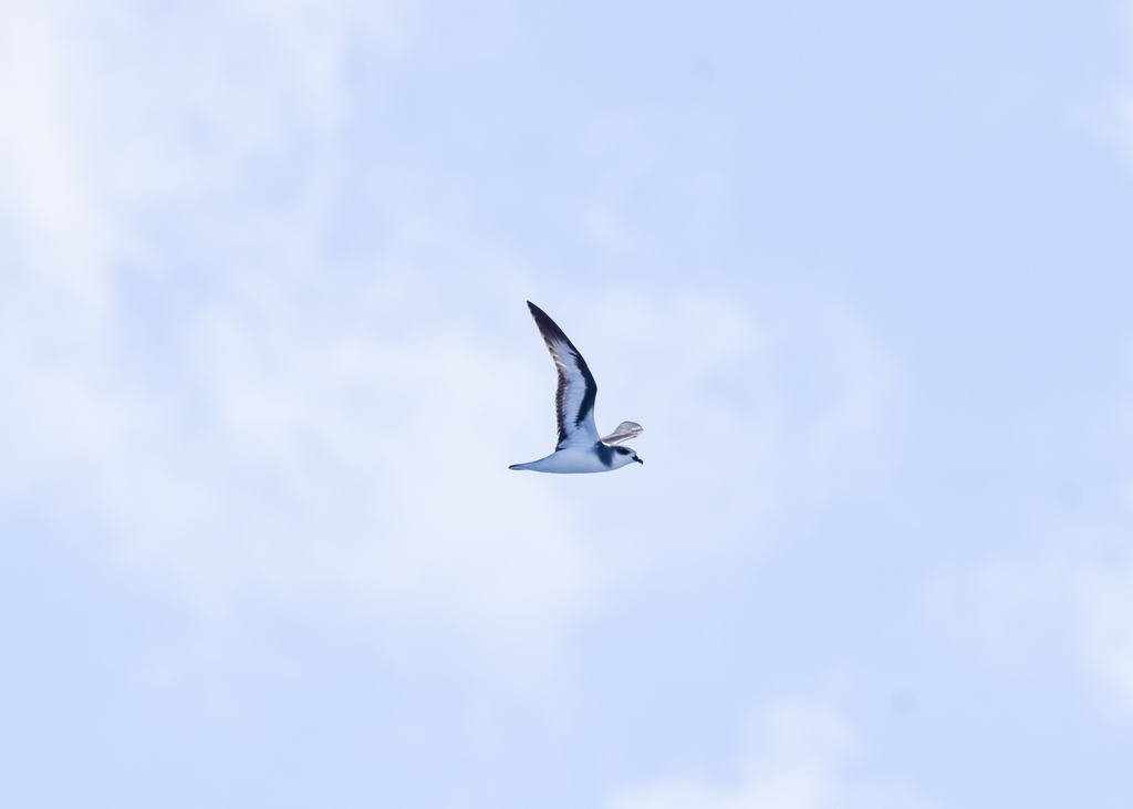 Black-winged Petrel