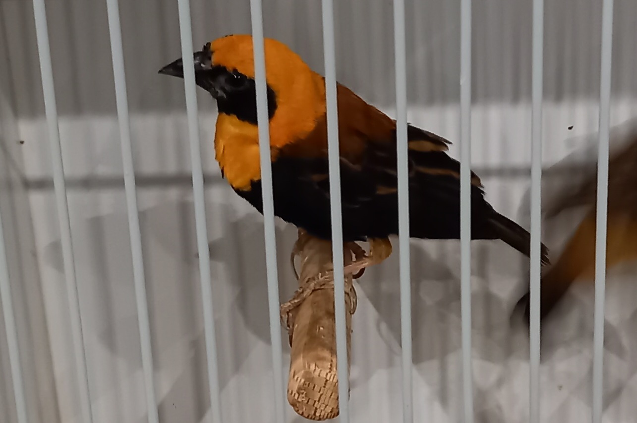 Black-winged red bishop