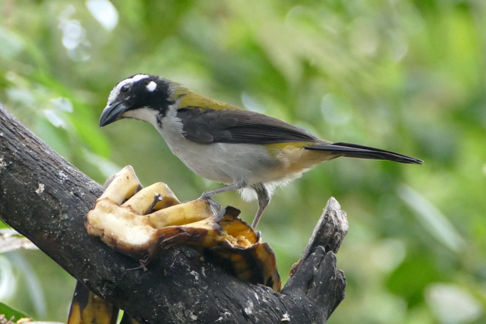 Black-winged Saltator