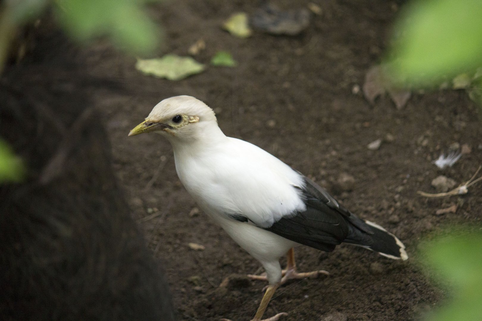 Black-winged starling, Acridotheres melanopterus