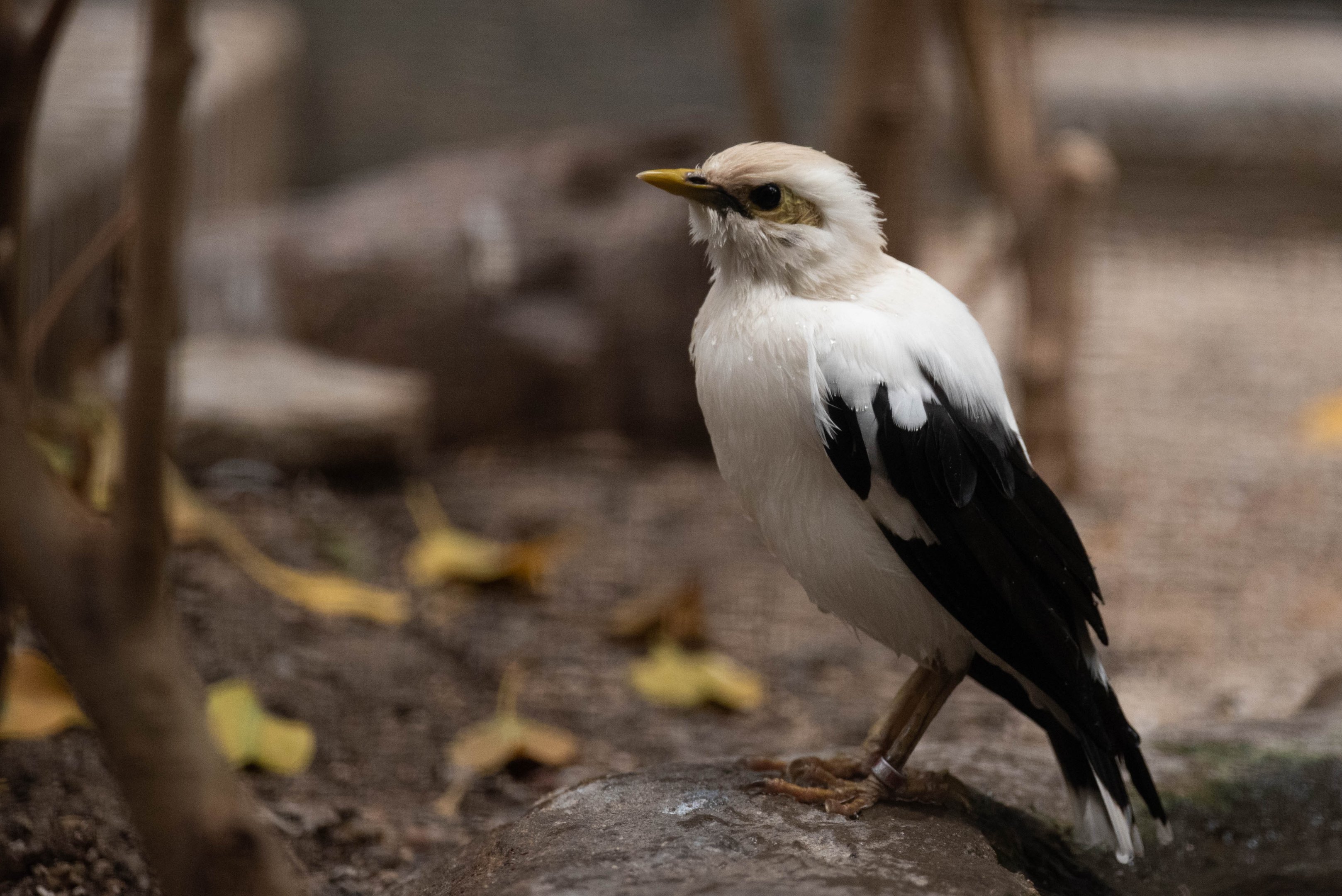 Black-winged starling - Acridotheres melanopterus