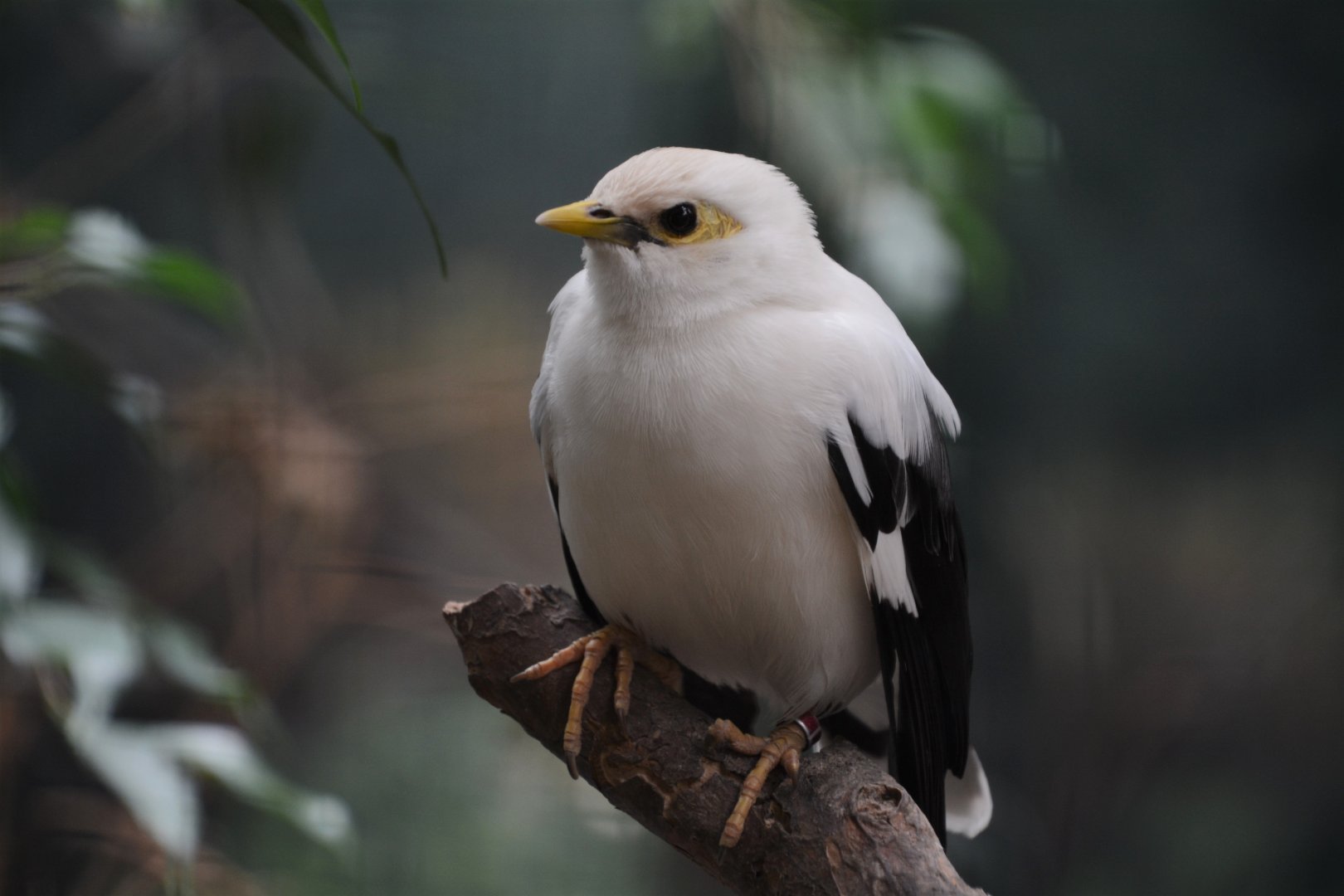 black-winged starling (Acridotheres melanopterus)
