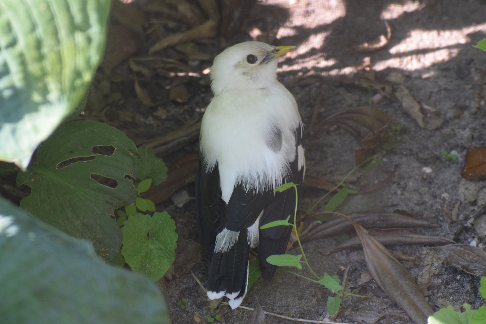 Black-winged starling - August 2023