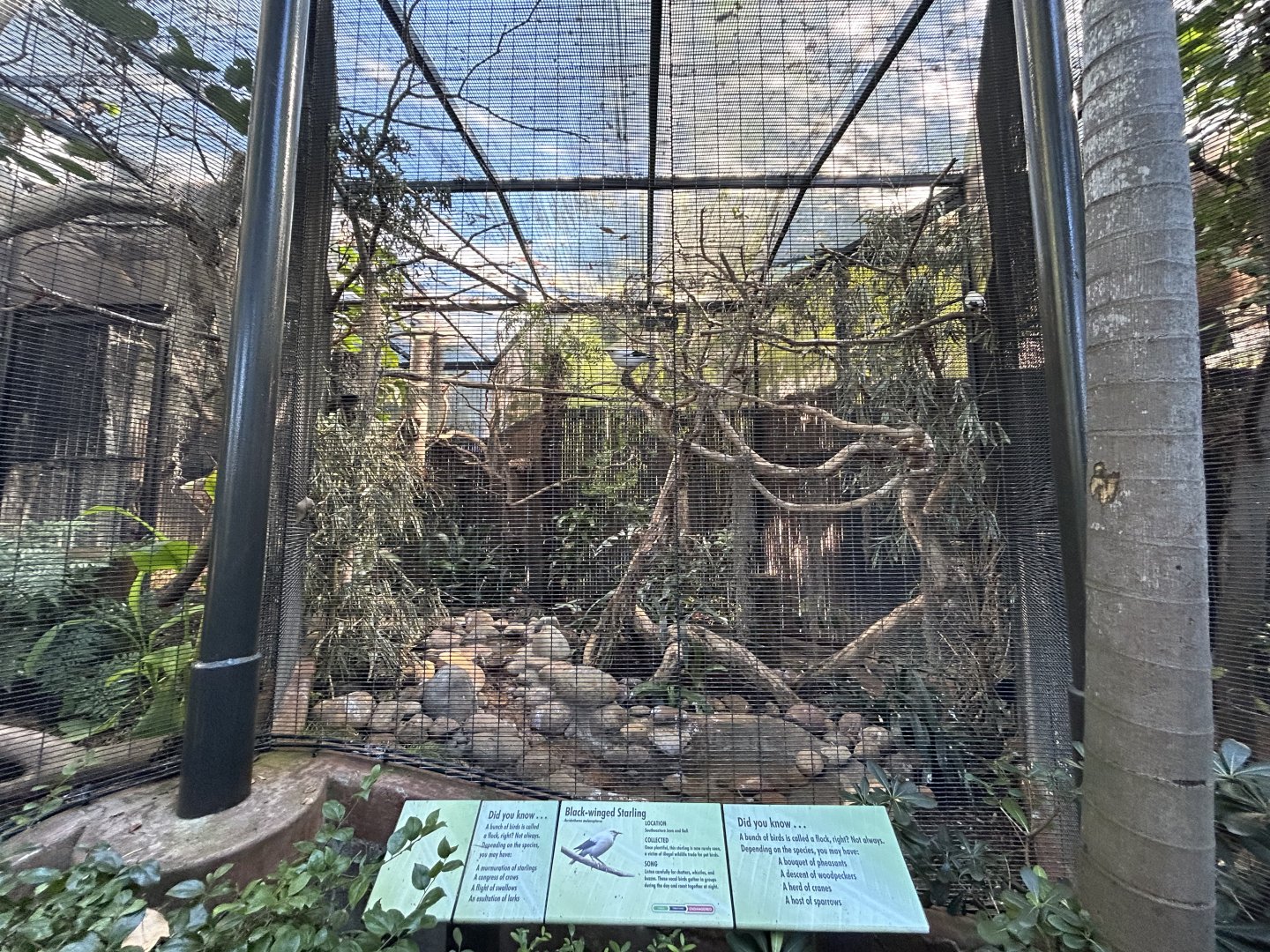 Black-winged Starling Aviary