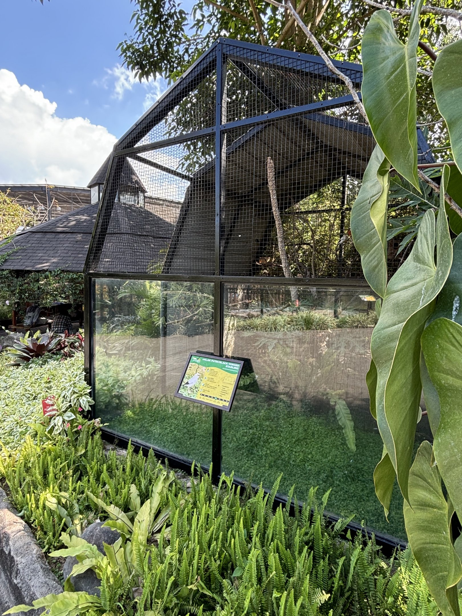 Black-winged Starling Aviary
