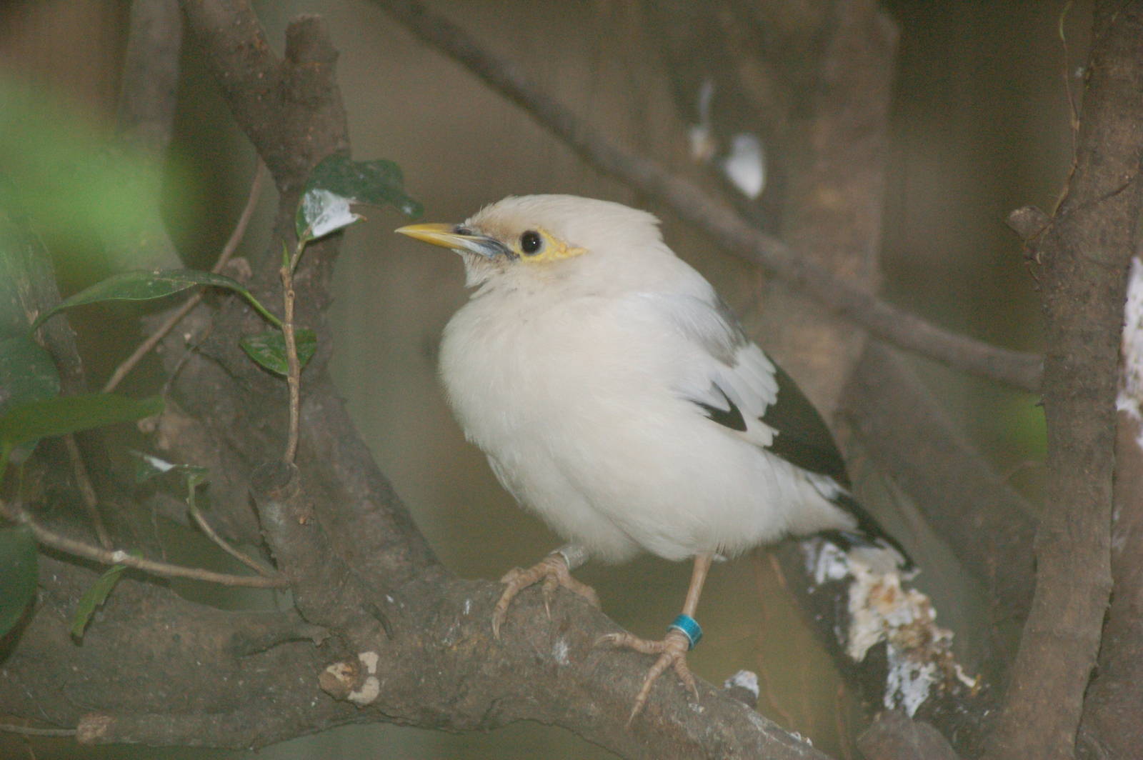 Black winged starling