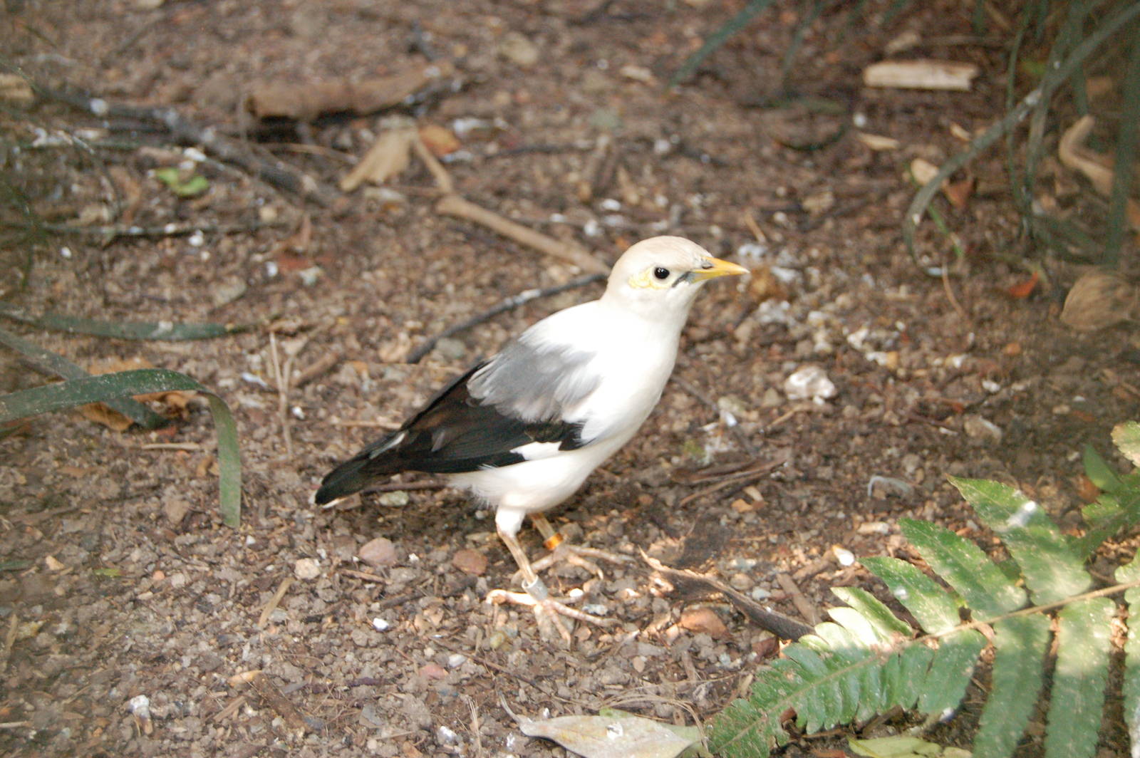 Black winged starling