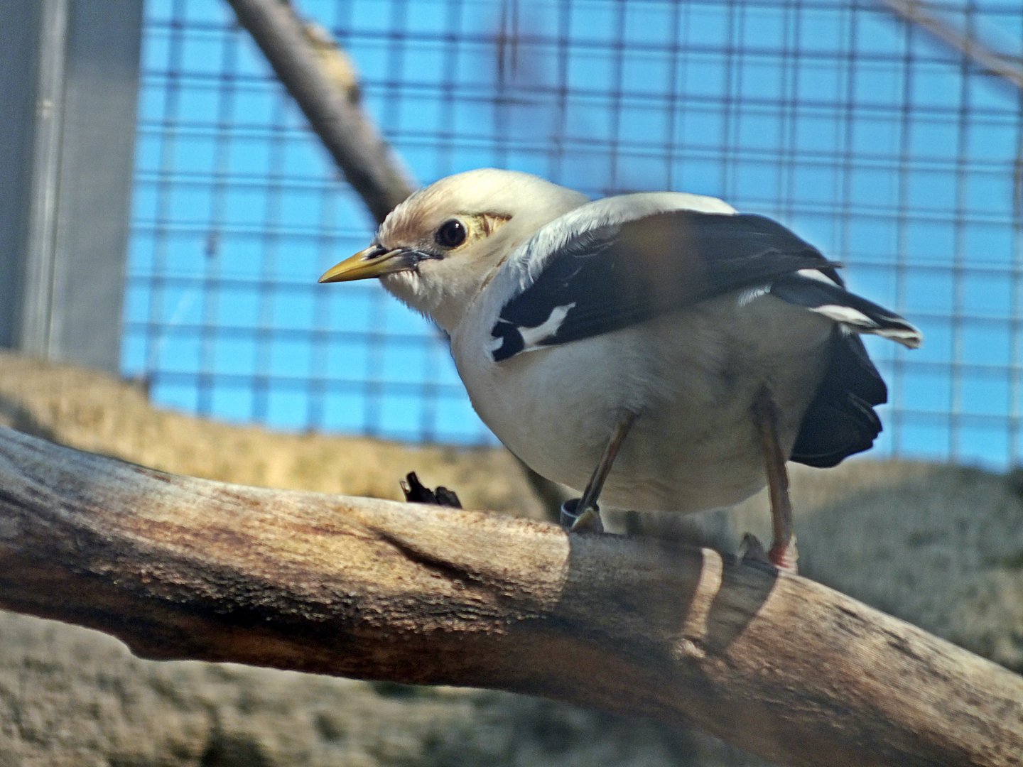 Black-winged starling