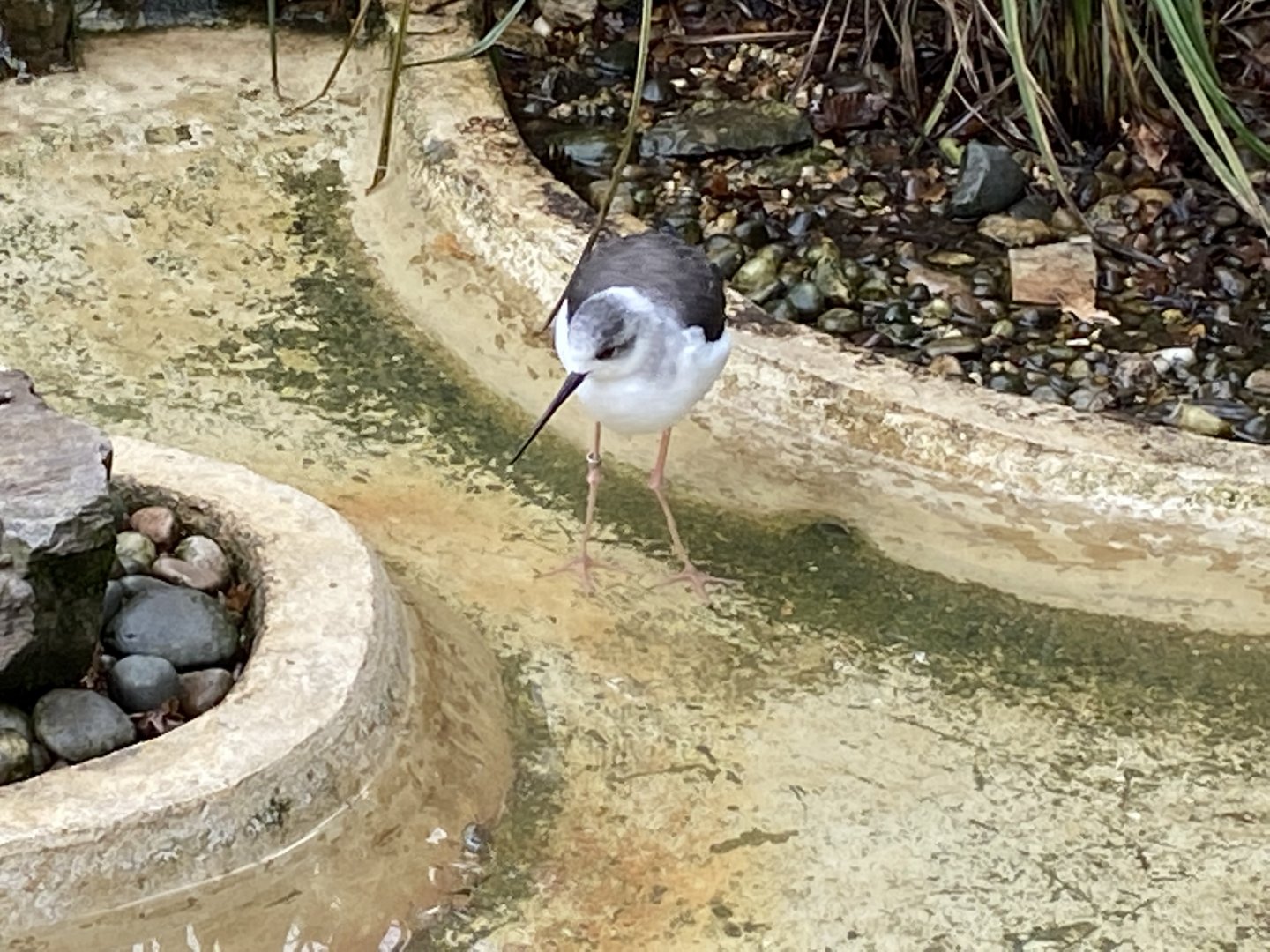 Black-winged stilt 061121