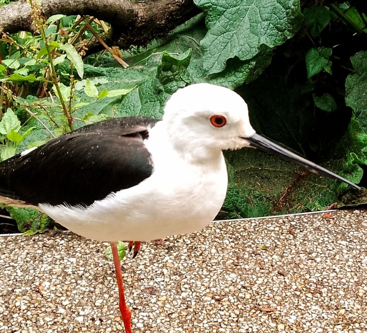 Black winged stilt 070625