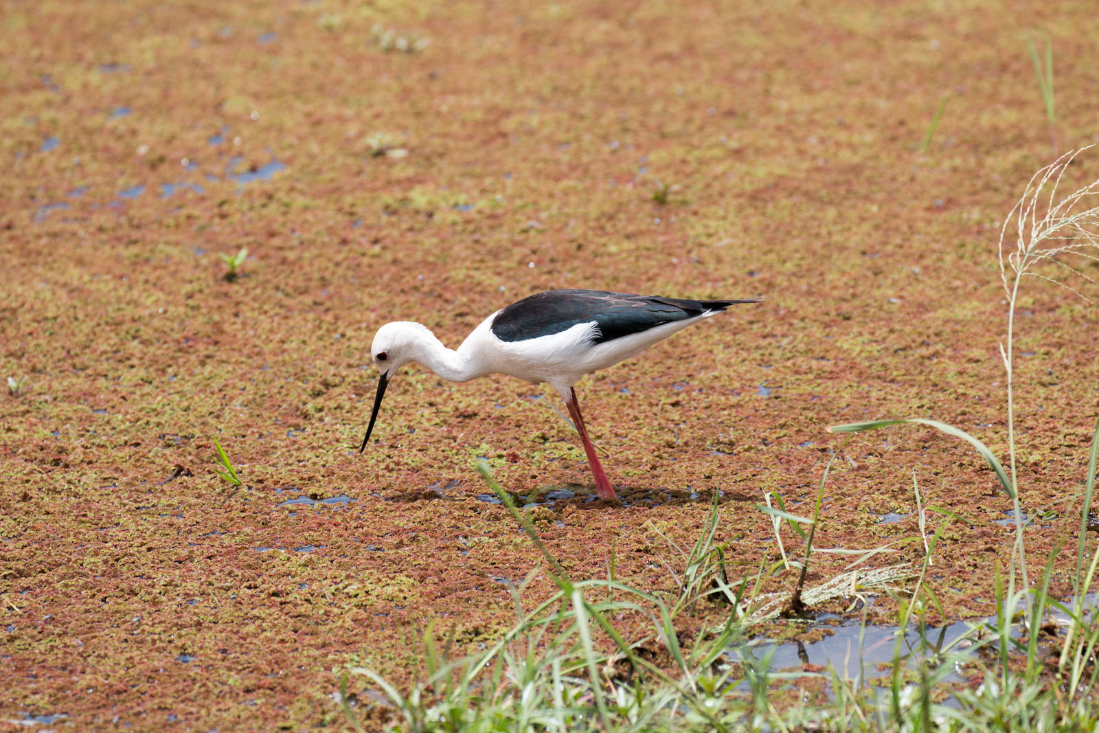 Black-winged Stilt 1