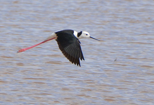 Black-winged stilt 1.
