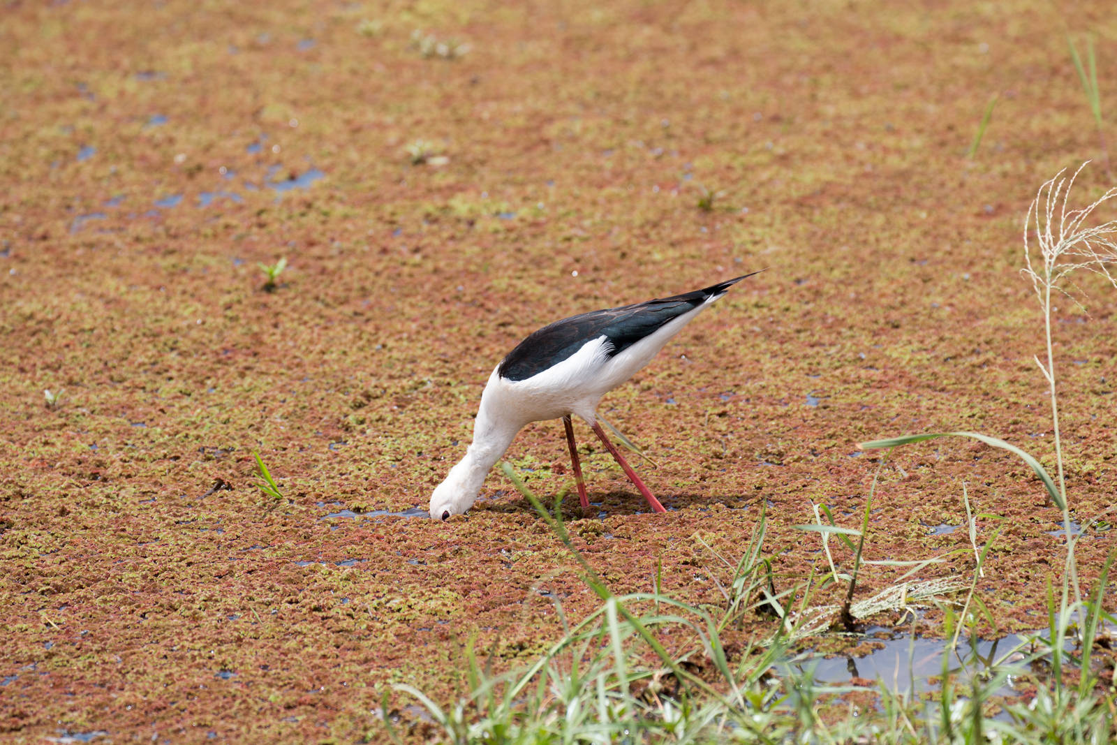 Black-winged Stilt 2