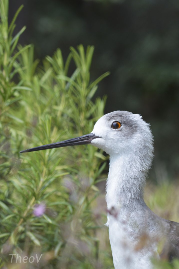 Black-winged stilt [2018]
