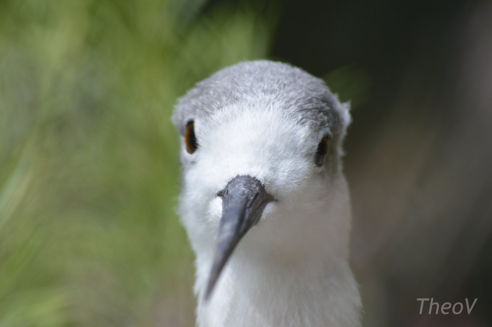 Black-winged stilt [2018]