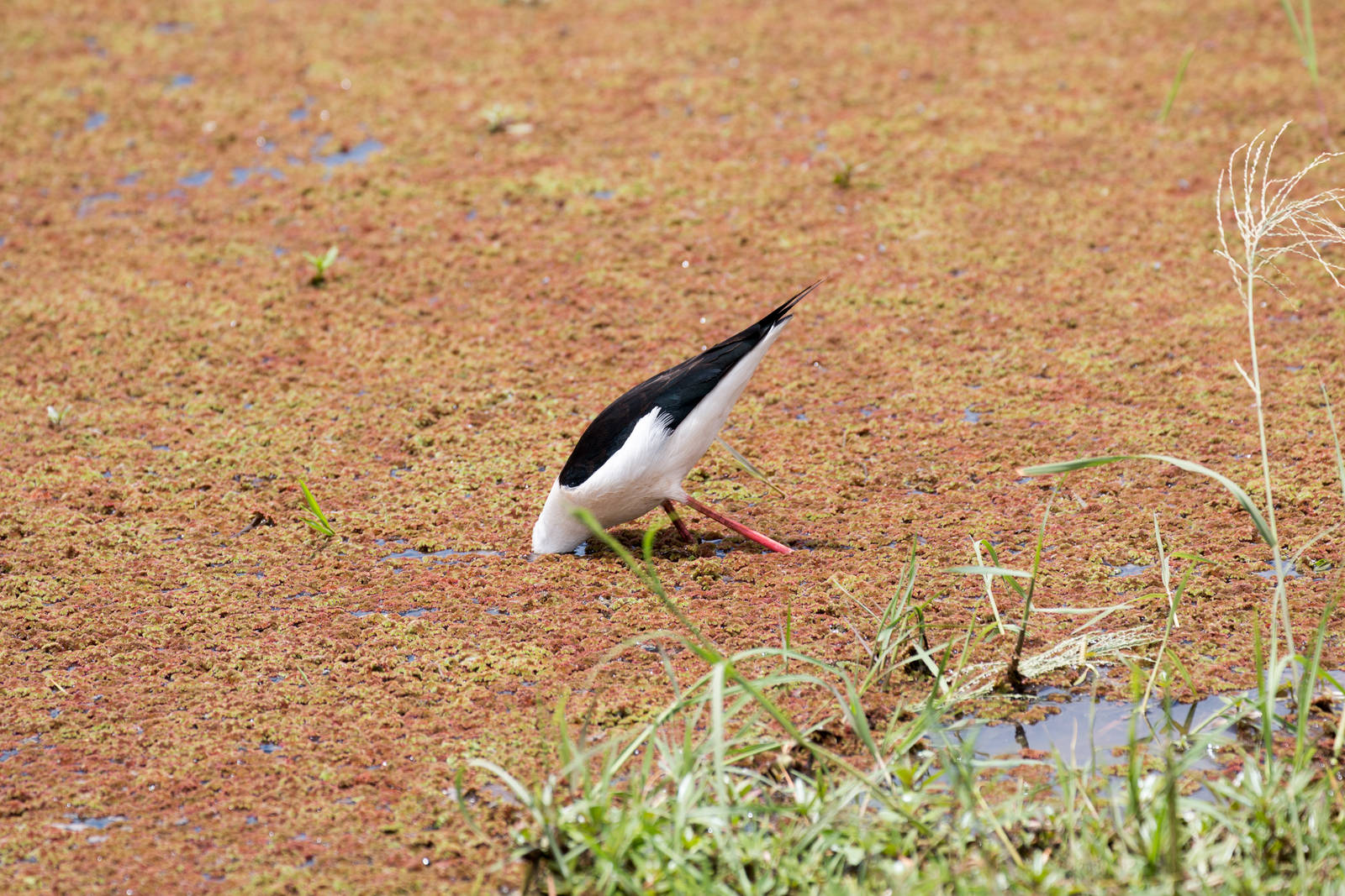 Black-winged Stilt 3
