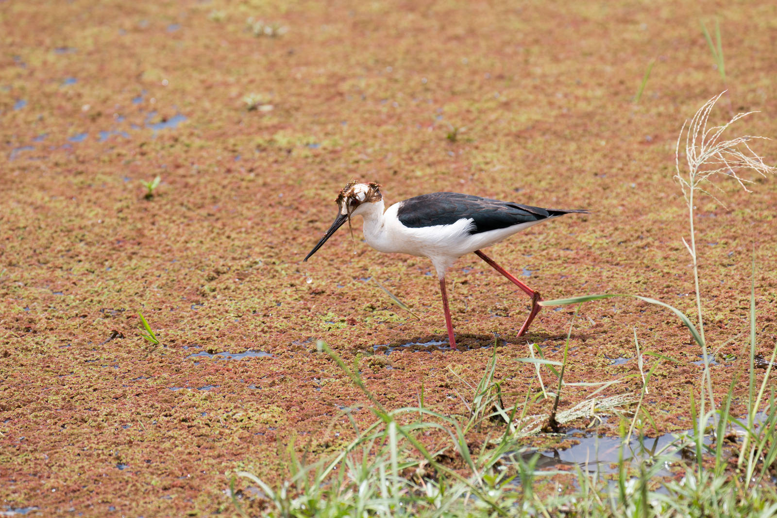 Black-winged Stilt 4