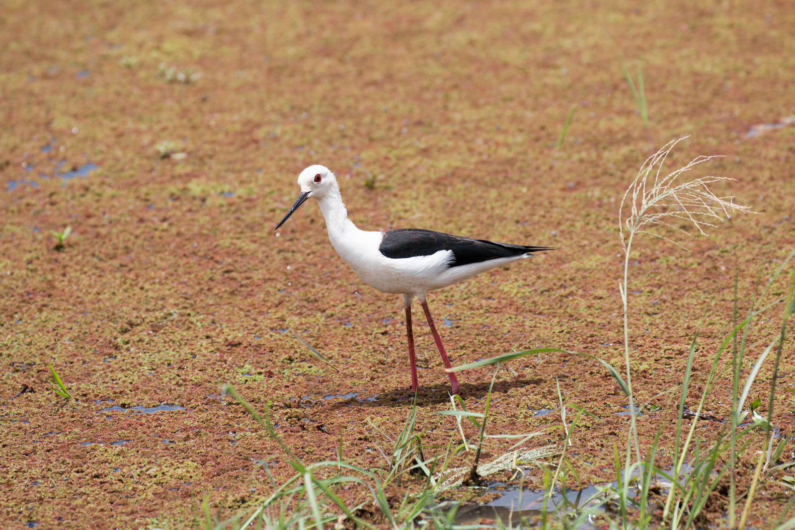 Black-winged Stilt 5