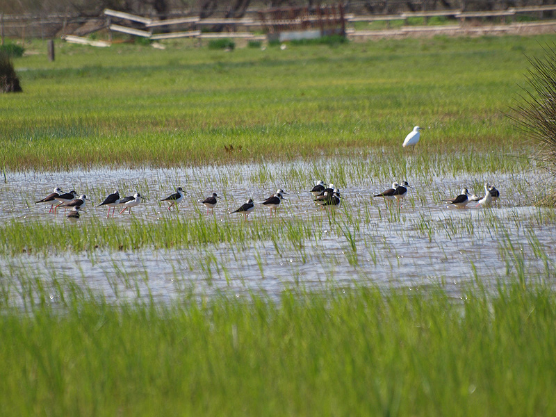 Black-winged Stilt - Aiguamolls de l'Empordà