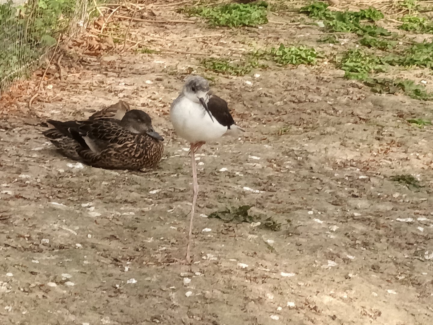 Black winged Stilt and Duck