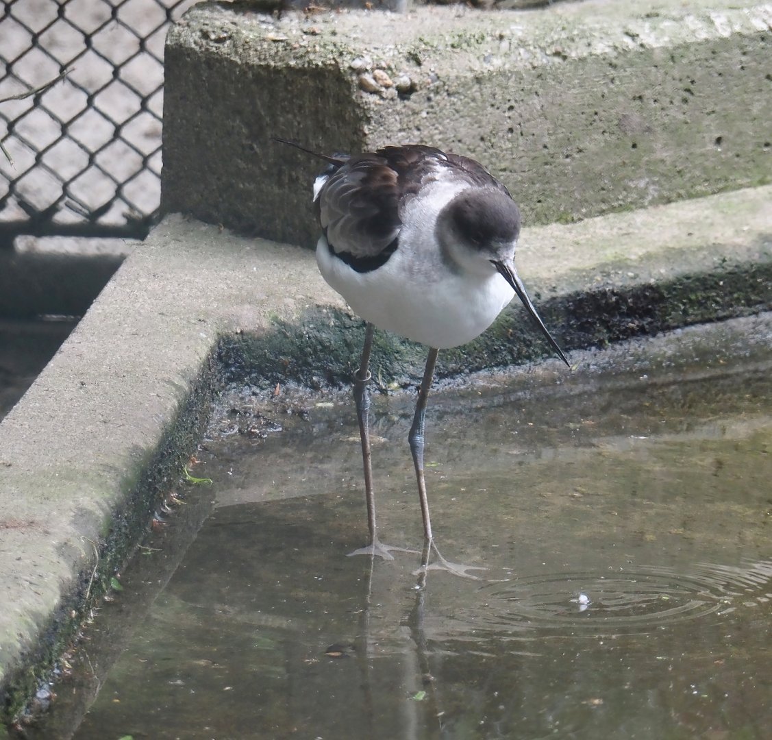 Black-winged stilt and Pied avocet hybrid (Himantopus himantopus X Recurvirostra avosetta), 2025-05-22