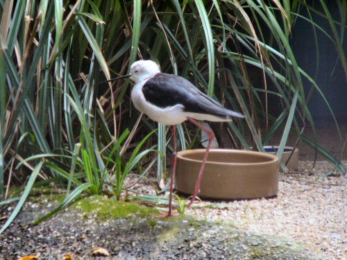 Black winged stilt at Durrell/Jersey