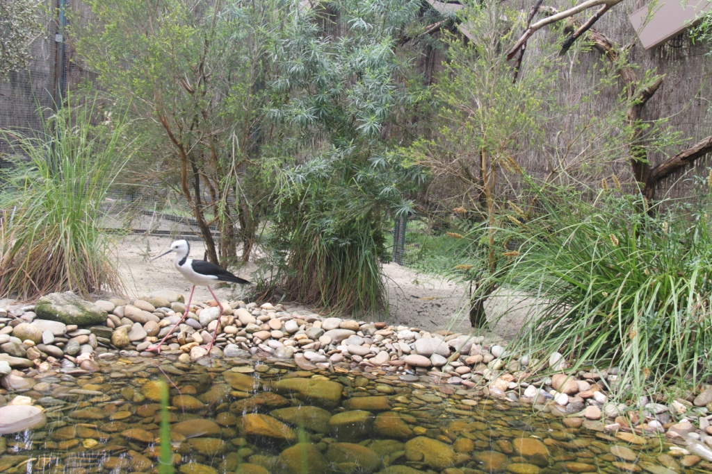 Black-winged stilt at Moonlit Sanctuary