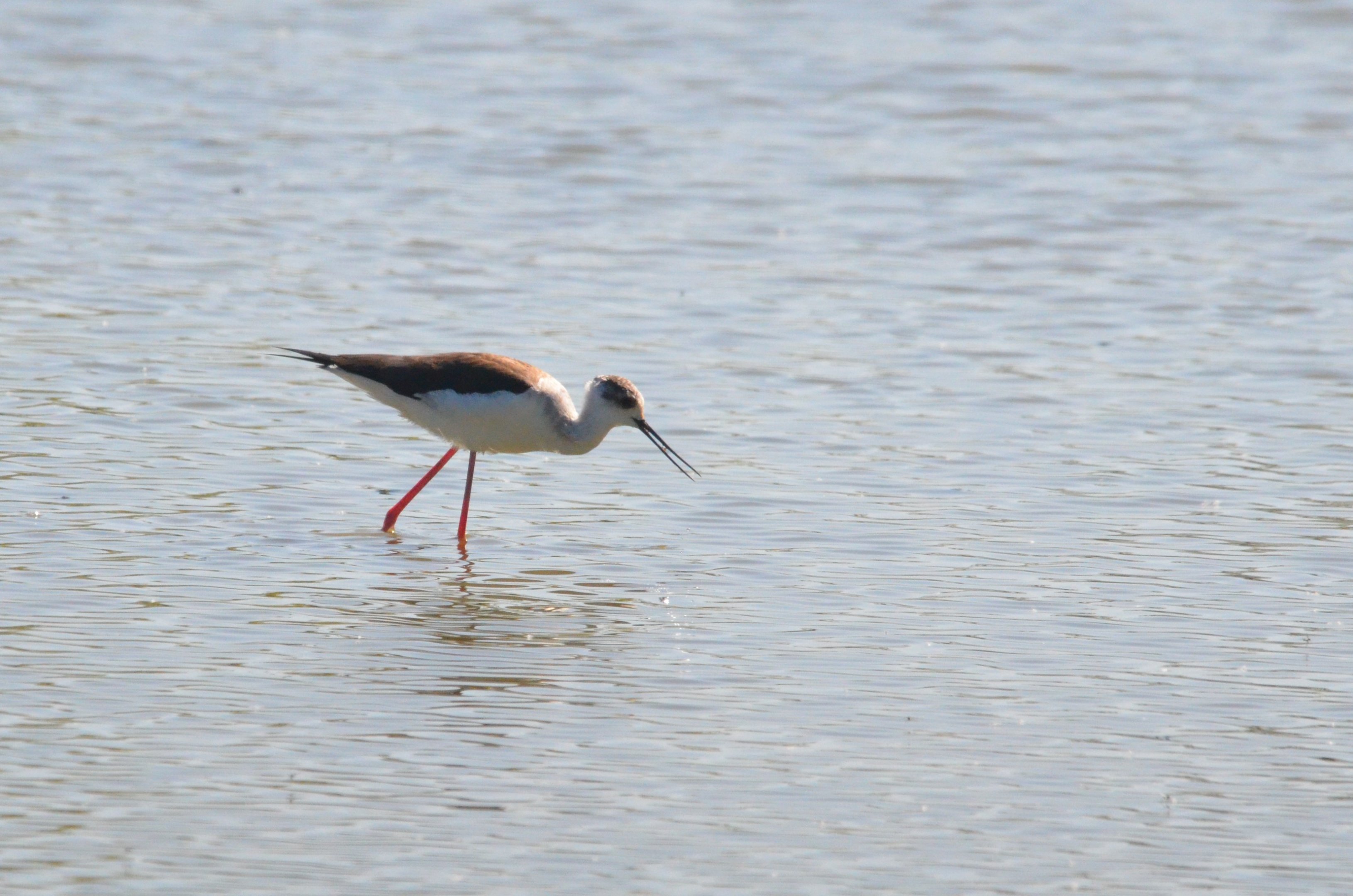 Black-winged Stilt at Slimbridge, 22/04/17