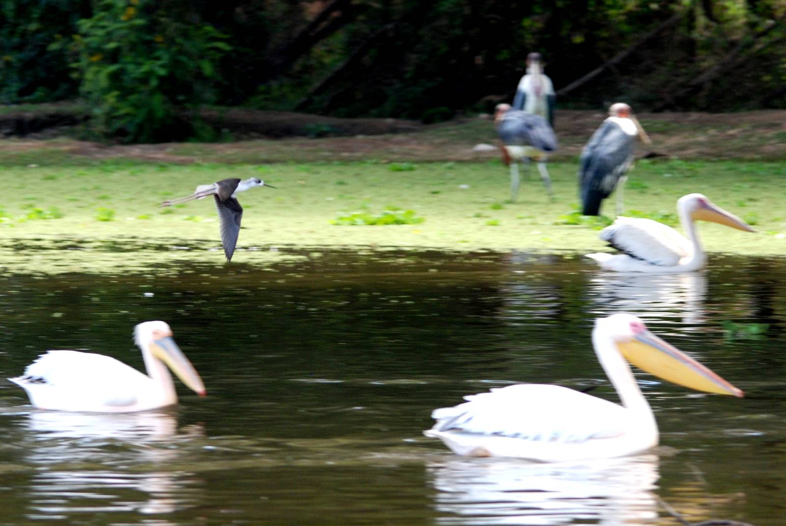 Black-winged Stilt at Ziway, 13/10/14
