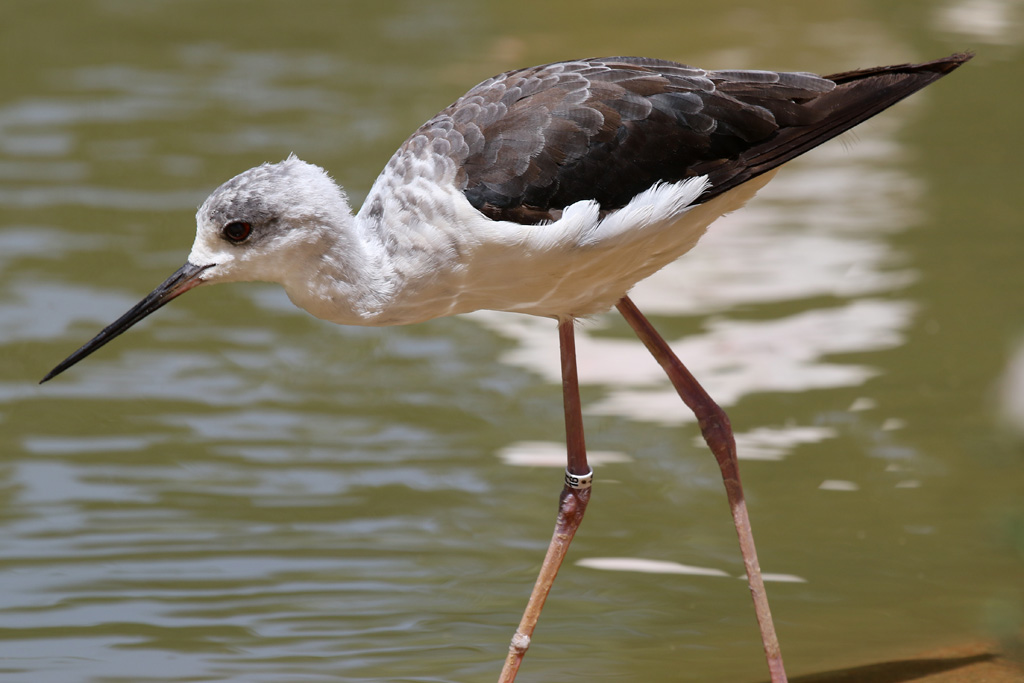 Black-winged Stilt at Zoo de Lagos 7th August 2017