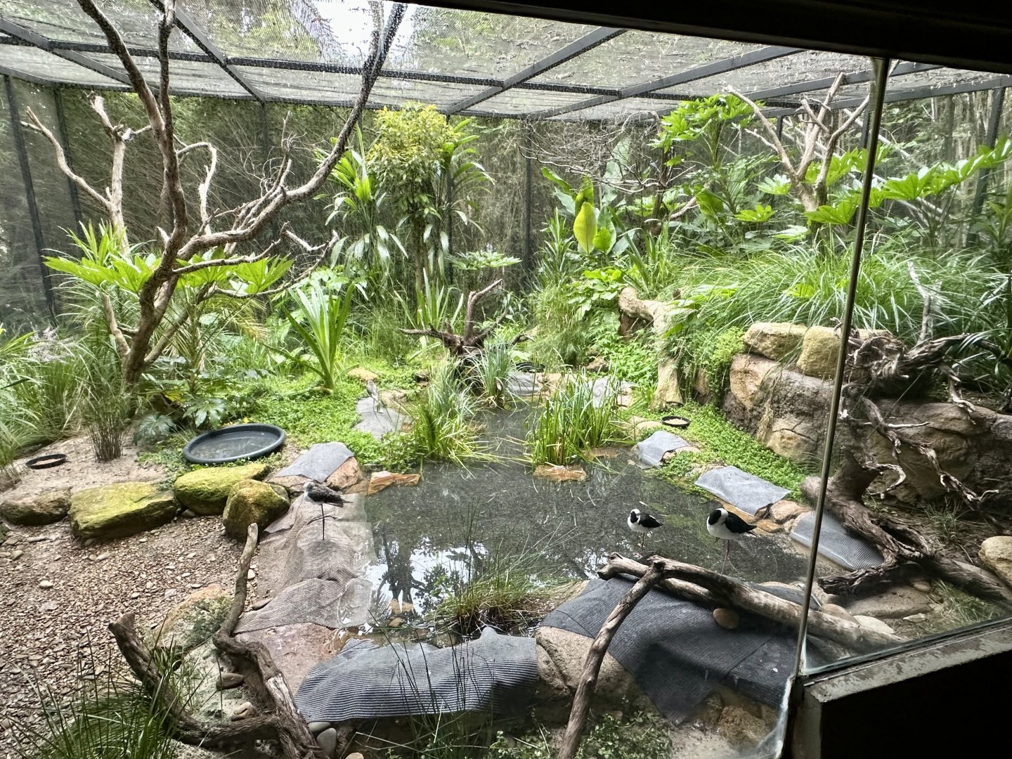 Black-winged Stilt Aviary