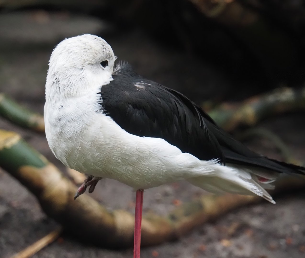 Black-winged stilt (Himantopus himantopus), 2024-05-22
