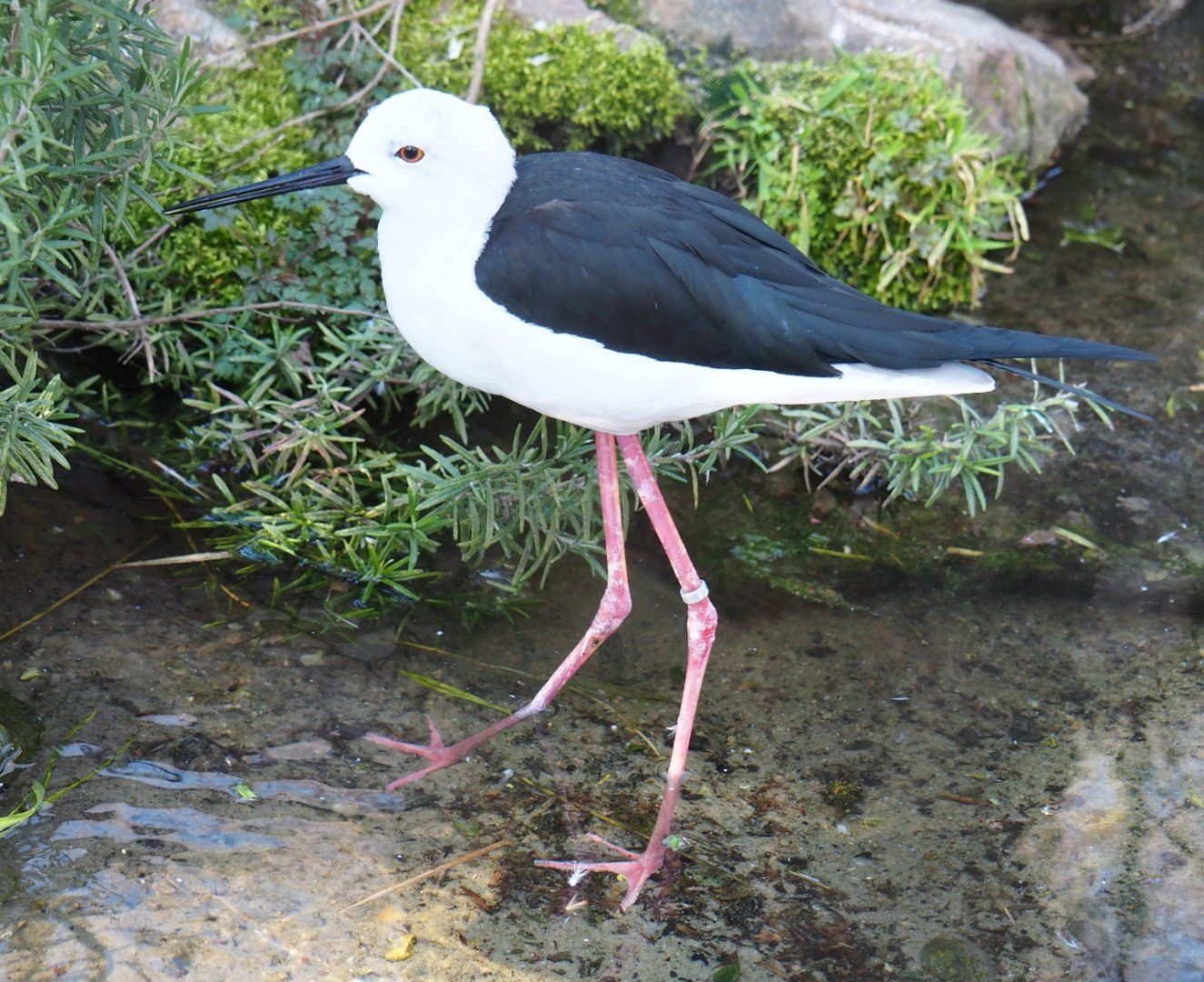 Black-winged stilt (Himantopus himantopus), Feb 27th, 2019