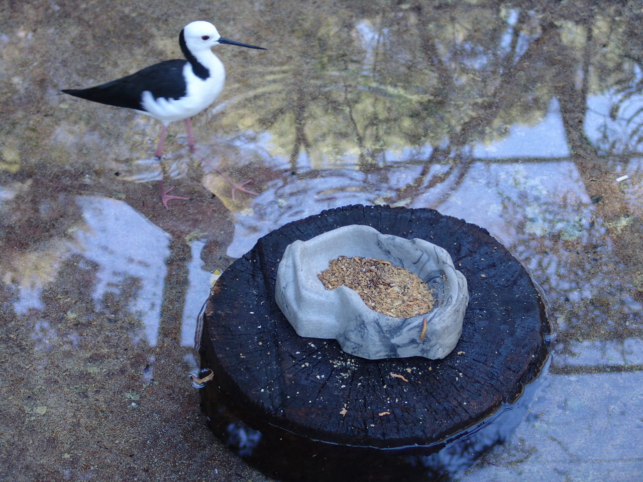 Black-winged Stilt (Himantopus himantopus)