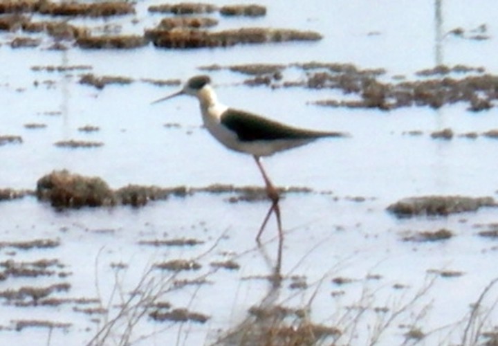 Black-winged Stilt (Himantopus himantopus)