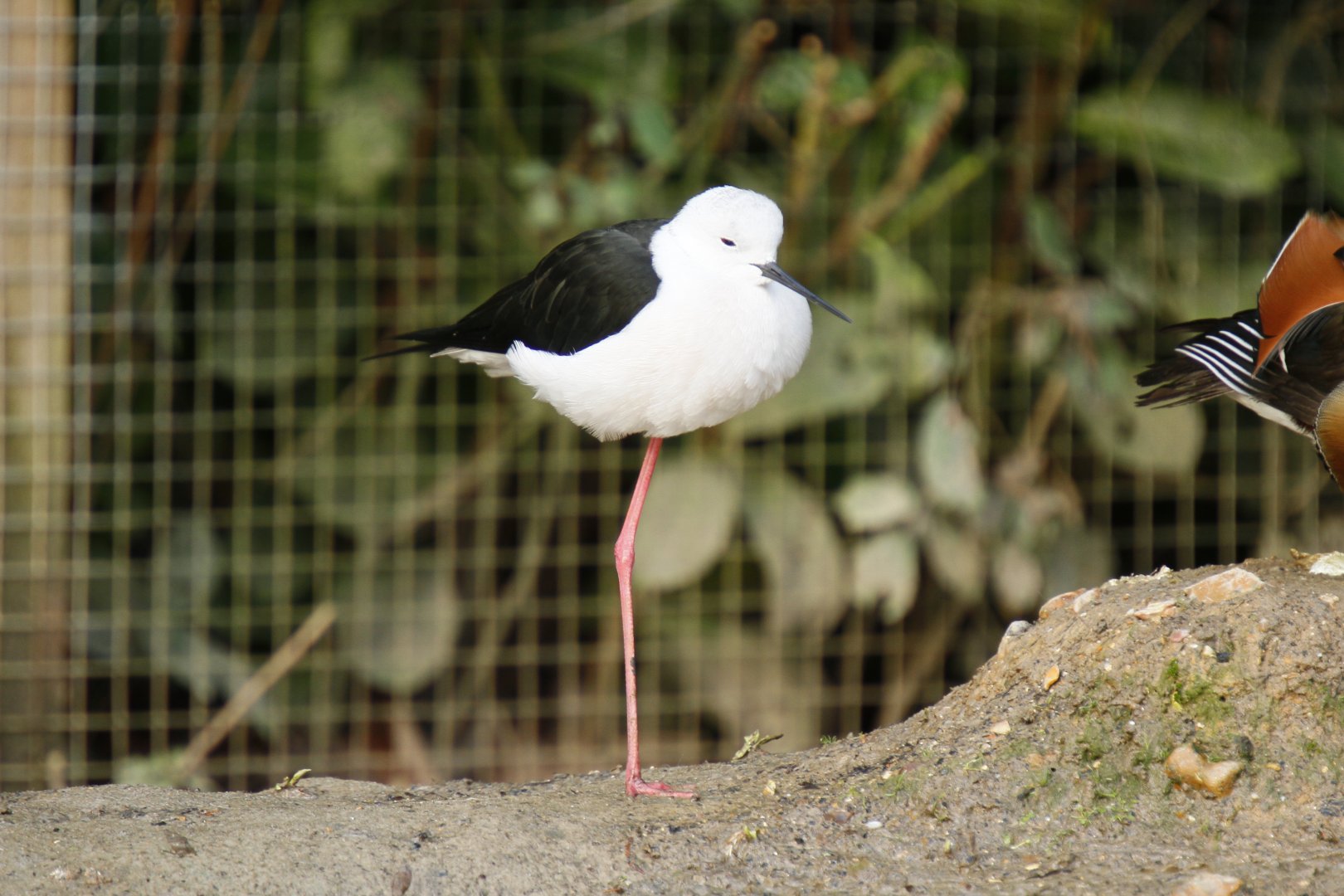 Black-winged stilt (Himantopus himantopus)